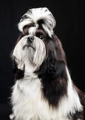 Shih Tzu dog on Isolated Black Background in studio