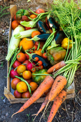Organic vegetables from the home garden - carrots, tomatoes, peppers, zucchini and eggplant in a wooden box among the greens. Raw healthy food concept. Top view