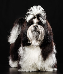 Shih Tzu dog on Isolated Black Background in studio