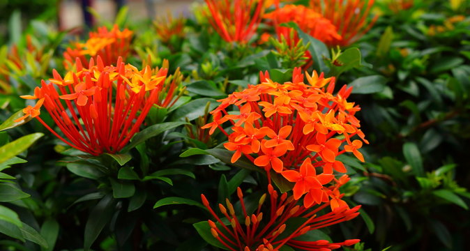 image of orange spike flowers or ixora