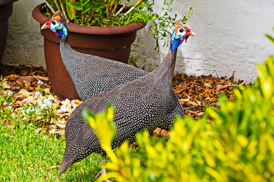 Two guineafowl with bright red and blue heads