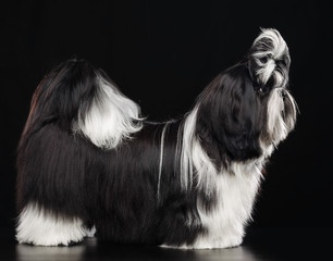 Shih Tzu dog on Isolated Black Background in studio