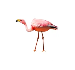 Papier Peint photo Flamant Oiseau flamant rose de James isolé sur fond blanc. Aussi connu sous le nom de flamant puna, il est peuplé à haute altitude des plateaux andins au Pérou. Chili. Bolivie et Argentine