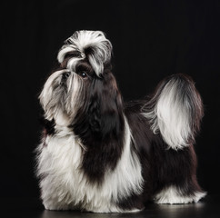 Shih Tzu dog on Isolated Black Background in studio