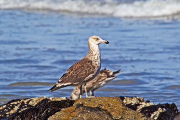 Immature Kelp Gull on rocks