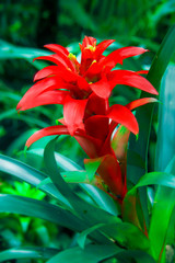 Tropical plant Ehmeya in blossoming on the background dark green foliage. Tropical flower close up. Rainforest of Brazil 