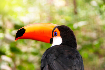 Portrait of Toucan Toco bird close up sitting back on a branch of tree in rainforest. Also known as the common toucan or toucan. Tropical bird of Central and eastern South America 
