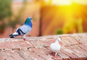 Couple of pigeons on a red brick wall in  sunlight. Portrait of birds close up   