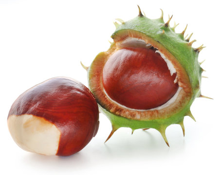 Horse chestnuts