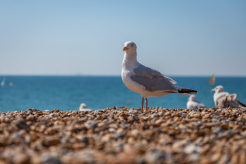 Seagull on the beach