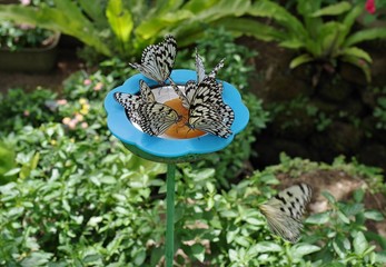 蜜を吸う蝶