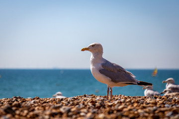 Seagull on the beach