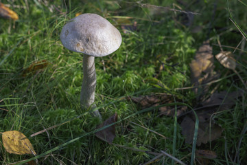 top view on the mushroom  podberezovik among the grass in the rays of the autumn sun