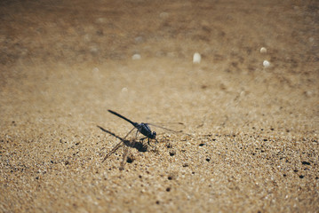 libellula in spiaggia