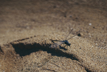libellula in spiaggia