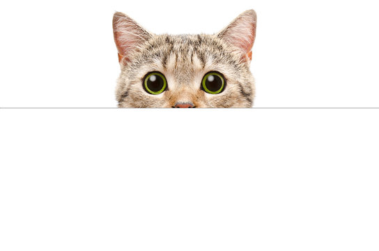 Cat Scottish Straight peeking from behind a banner, isolated on white background
