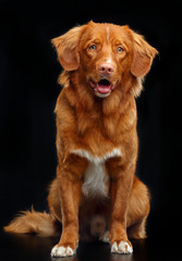 Nova scotia duck tolling retriever, New Scotland Retriever, toller dog on Isolated Black Background...