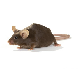 Mouse isolated on white. Long tail and big ears, cute domestic mouse.
