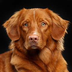 Nova scotia duck tolling retriever, New Scotland Retriever, toller dog on Isolated Black Background in studio