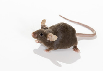 Mouse isolated on white. Long tail and big ears, cute domestic mouse.