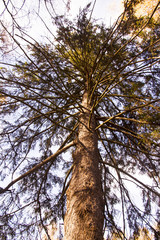 a big pine tree from bottom upwards. a sunny day