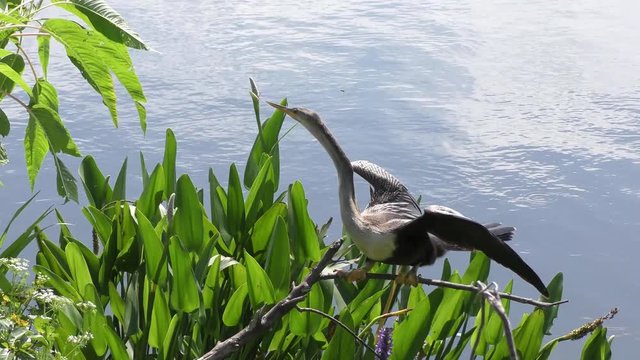 anhinga bird female perched near lake