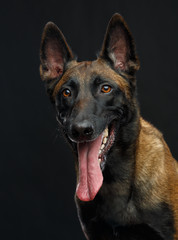 Belgian Shepherd Dog, malinois dog on Isolated Black Background in studio