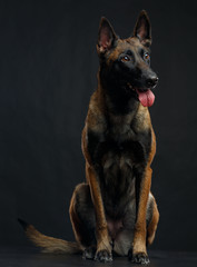 Belgian Shepherd Dog, malinois dog on Isolated Black Background in studio