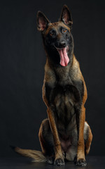 Belgian Shepherd Dog, malinois dog on Isolated Black Background in studio