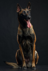 Naklejka premium Belgian Shepherd Dog, malinois dog on Isolated Black Background in studio