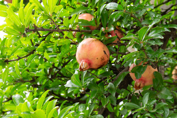 木になった赤いザクロの実