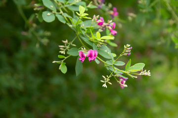 小さなピンクの萩の花