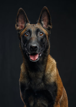 Belgian Shepherd Dog, malinois dog on Isolated Black Background in studio