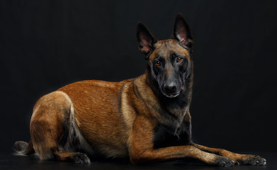Belgian Shepherd Dog, malinois dog on Isolated Black Background in studio