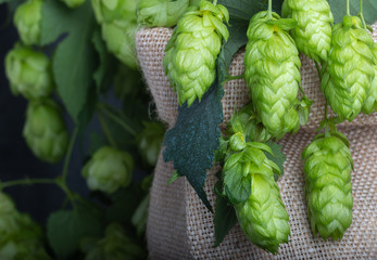 bio beer hops