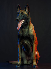 Belgian Shepherd Dog, malinois dog on Isolated Black Background in studio