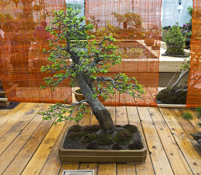Apple tree - Bonsai in the style of "Straight and free".