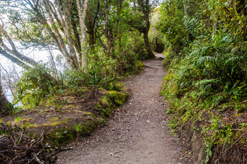 Fototapeta na wymiar Walking track around the Blue Lake - Rotorua 