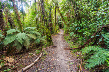 Walking track around the Blue Lake - Rotorua 
