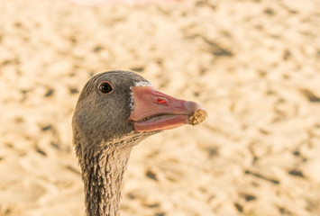 Fototapeta premium A beautiful and large gray goose on a farm and in an open park, walks along the sand and pecks food. A domestic and kind bird, with black pupils and a long curious neck, close-up. Meat is a living pro