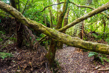 Walking track around the Blue Lake - Rotorua 