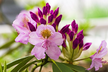 Rhododendron of the Lita species.