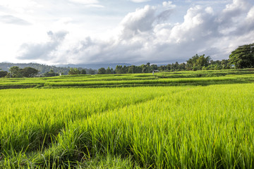 Green Rice Field paddy with Mountains Background