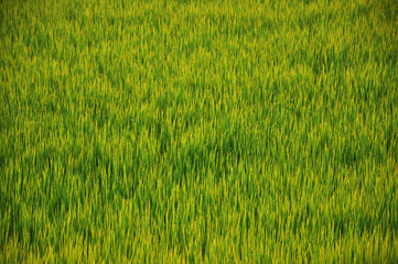 Abstract detail of paddy field green, yellow plants as for nature and natural background.