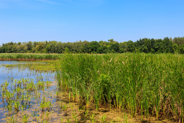 View of lake overgrown with bulrushes on summer