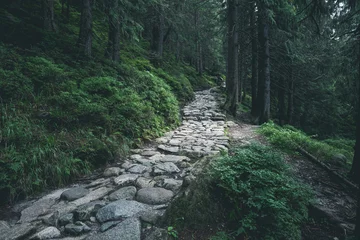 Fotobehang Rocky hiking path through green summer forest in mountains © Nickolay Khoroshkov