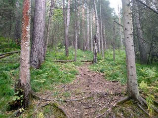 Obraz premium landscape, mountain, sky, nature, green, forest, mountains, hill, view, trees, valley, clouds, cloud, tree, grass, beautiful, summer, scenic, travel, landscape, Russia, day, park, beautiful