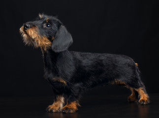 Coarse dachshund dog on Isolated Black Background in studio