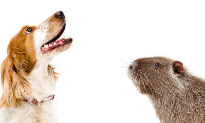 Portrait of dog Russian Spaniel and funny nutria, isolated on white background