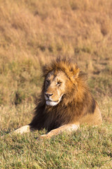 A large lion resting on a hill.  Masai Mara, Africa